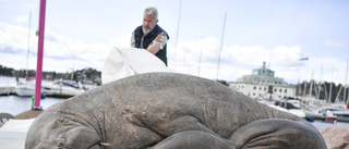 Valrossen Freya hedras med skulptur i Oslo