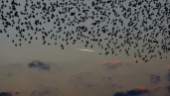 Därför har miljontals fåglar försvunnit