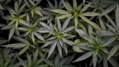Varför så viktigt att legalisera cannabis?