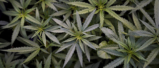 Varför så viktigt att legalisera cannabis?