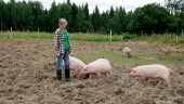 Glada grisar lägger grunden till odlingsprojekt
