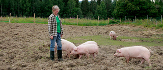 Glada grisar lägger grunden till odlingsprojekt