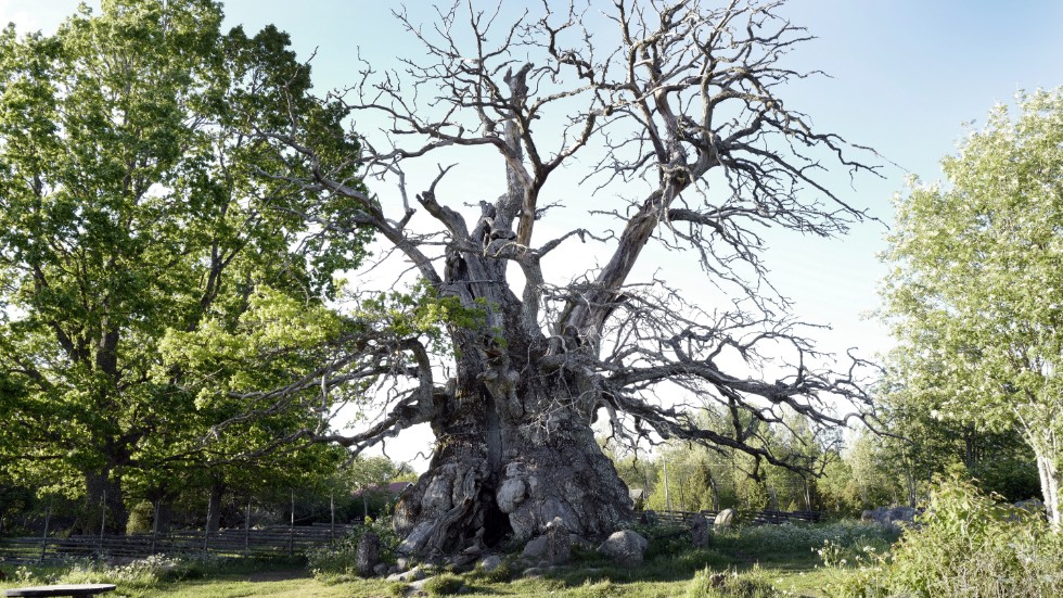 Sveriges enda kända tusenåriga ek, Kvilleken står utanför Vimmerby. Arkivbild.