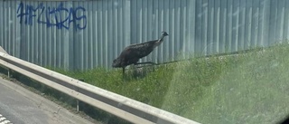 Den förrymda emun sprang på väg nära E4: "Oj, vad stor den var" 