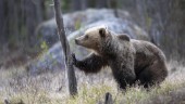 Att jaga björn – inget annat än troféjakt