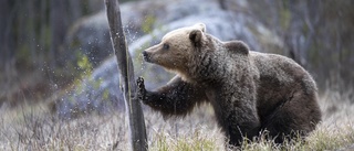 Att jaga björn – inget annat än troféjakt