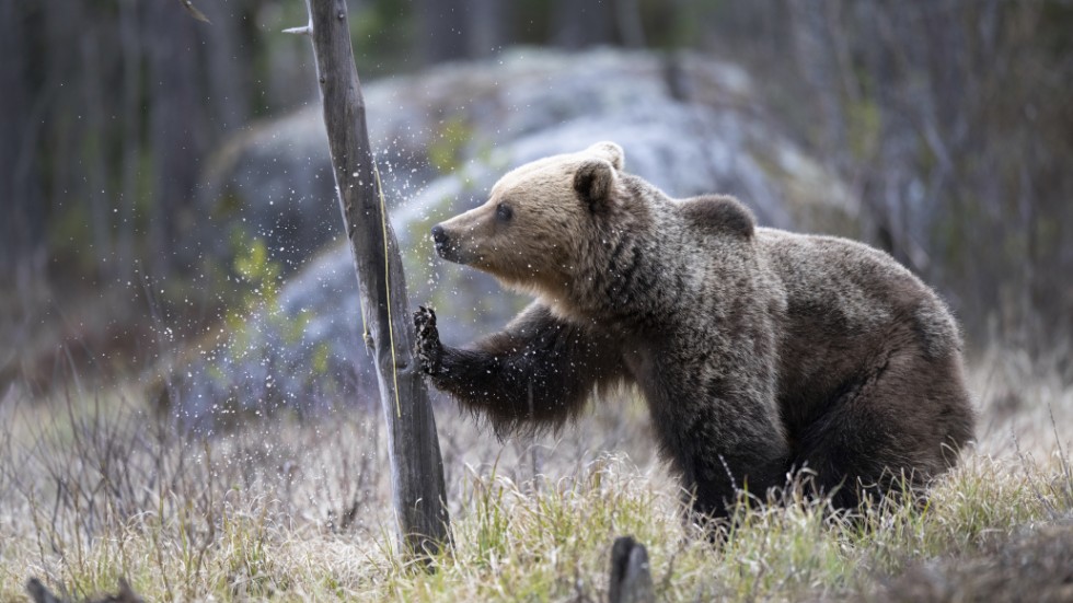Jakten på björn är svår att förstå, menar insändarskribenten, som tycker att det handlar om troféjakt.