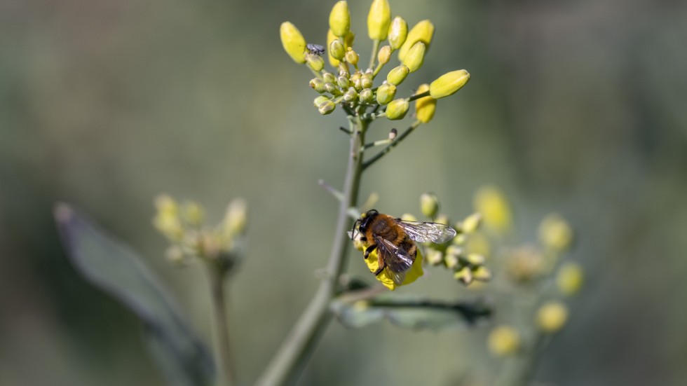 Giftet påverkar bins flygmönster och orienteringsförmåga och är förbjudet i EU.