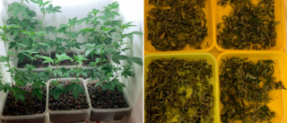 Marijuanadoft från lägenhet avslöjade odling