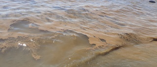 Suspected algal bloom in the sea