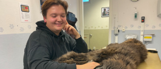 Veterinärer i Skellefteå utökar öppettider: "Det känns jättebra"