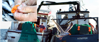 Glädjebesked inför fisket av siklöja – kraftigt ökad kvot 
