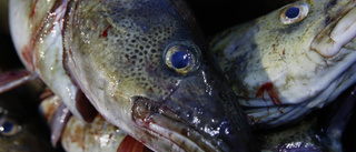 Stopp för gränsöverskridande fiske i Skagerrak