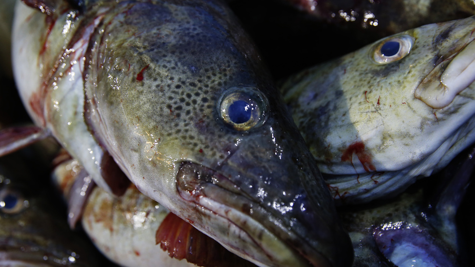 Norge sätter stopp för det gränsöverskridande fisket i Skagerrak. Arkivbild.