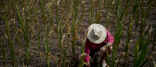 FN: Väderprognoser kan minska hunger