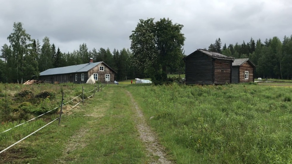 The homestead in Rismyrliden is well-preserved. Today, it's a visitor farm that stands as one of Västerbotten's most popular destinations for outings.