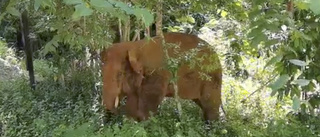 Kina: Vild elefant hittade opiumgömma