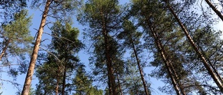 Avstamp för Skogsriket Norrbotten