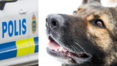 Lindöbo väcktes av inbrottstjuvarna – hundpatrull kopplades in i sökandet