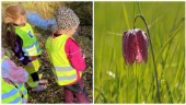 Skolbarn planterade 300 lökar • "Hoppas kunna se en mycket fin blomsterprakt"