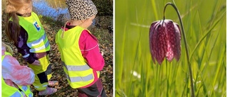 Skolbarn planterade 300 lökar • "Hoppas kunna se en mycket fin blomsterprakt"