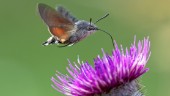 En hovrande kolibri bland blommorna