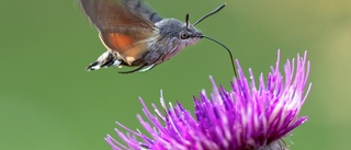 En hovrande kolibri bland blommorna