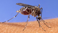 Fruktad tropisk sjukdom befaras – efter myggfynd