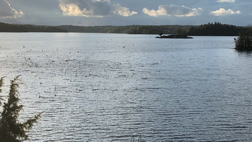 Skarven ska få leva men i mer kontrollerad längd, menar insändarskribenten.