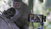 Influerare hetsar apor – för klick på nätet
