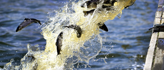 WWF: Akut läge för ål och lax i Sverige