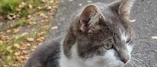 Katten Dixon blev ihjälbiten av en hund – ägarna lämnade platsen