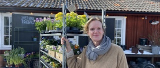 Trädgårdsbutiken i Mariefred håller öppet – trots kylan