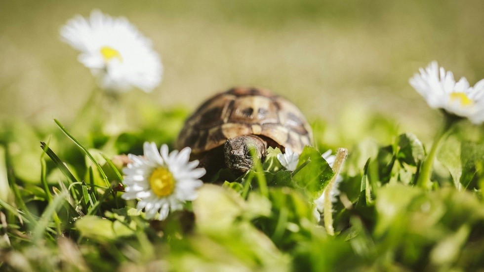 Time to stop and smell the daisies. A slow life can be a better life.