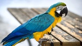 Sökinsats efter papegoja – flög in i fönster och försvann