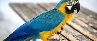 Sökinsats efter papegoja – flög in i fönster och försvann