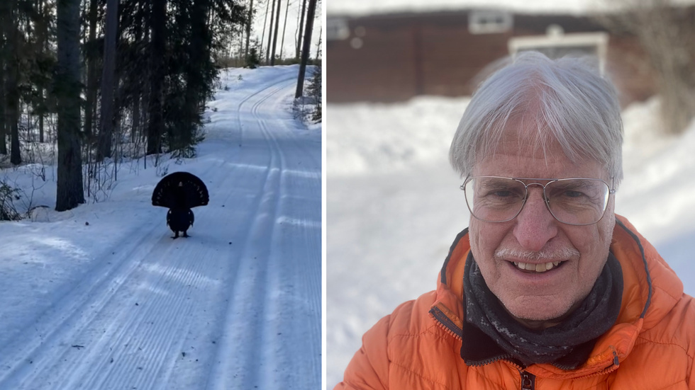 Ulf Persson had seen the capercaillie several times before. This time, however, when he tried to pass by on the ski track, the capercaillie took offense.