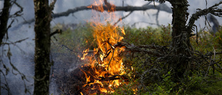 Sörmländsk skog behöver brinna i sommar
