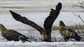 Bildextra: Här samlas Sveriges största rovfåglar för kalas