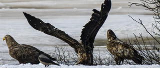 Bildextra: Här samlas Sveriges största rovfåglar för kalas