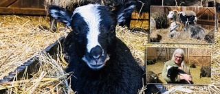 Sötchocken: De första lammen födda på Annelund