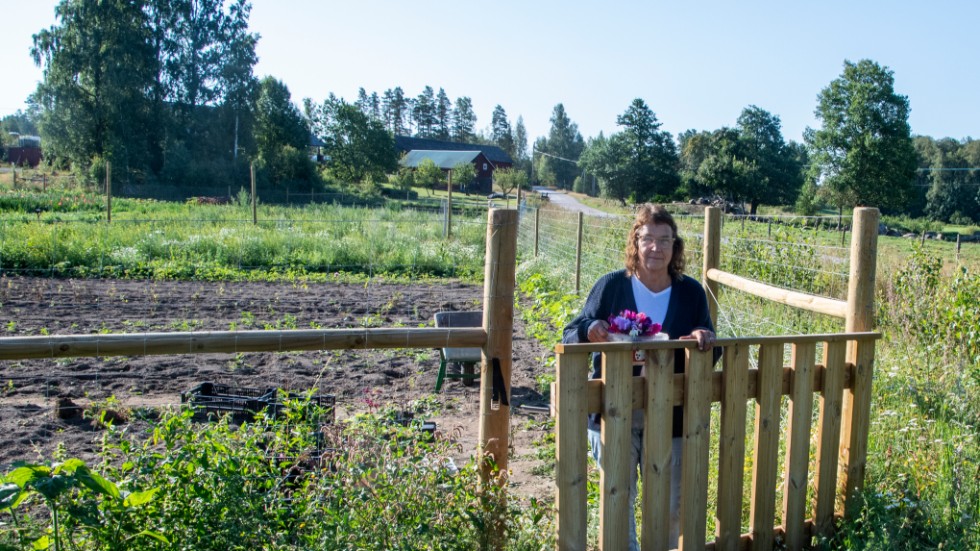 När Pia Asplind startade sin blomsterodling i Gultevik var det första hon gjorde att bygga stängsel mot dovhjortarna.