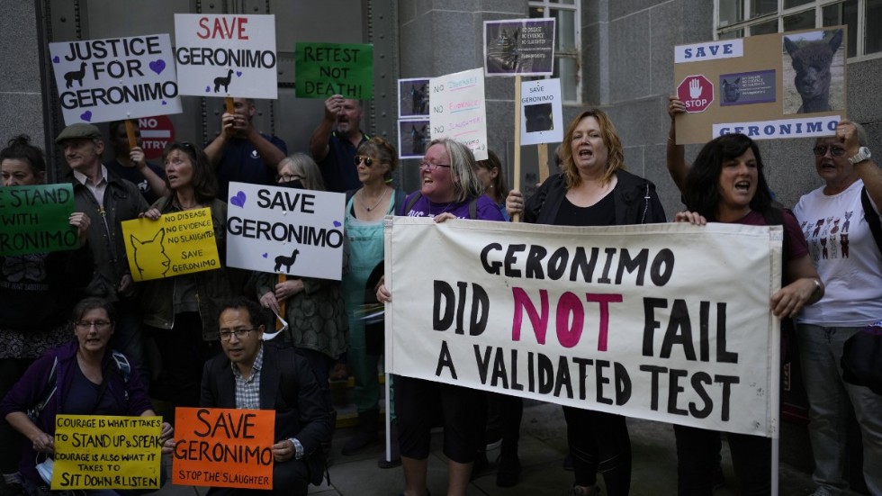 Rädda Geronimo! Alpackavänner demonstrerar utanför jordbruksdepartementet i London på måndagen.