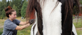 Tinkerhingsten Tenor får en helkroppsmassage av hästterapeuten Malin Karlman från Hultsfred • "Jag letar efter spänningar och ojämnheter"