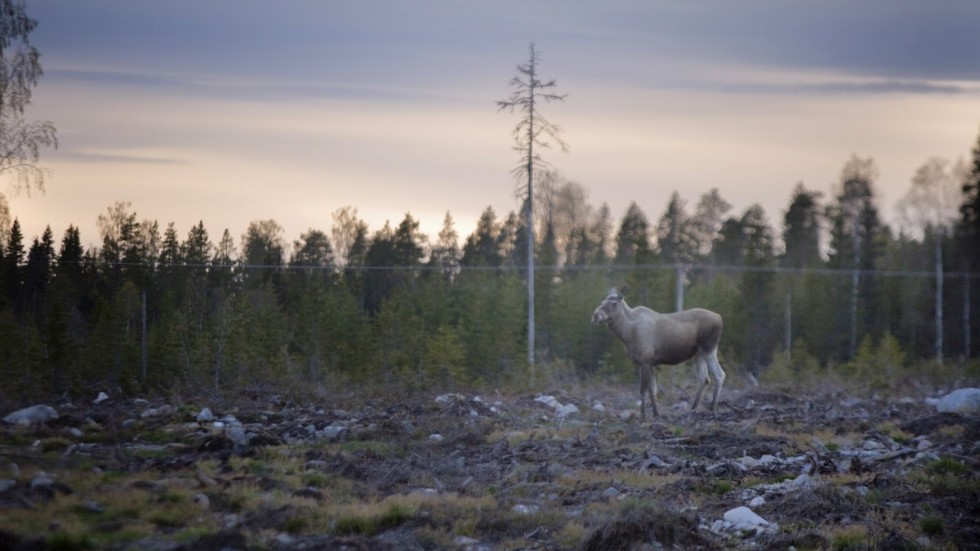 ”Genom att förbjuda kalhyggen och införa ett hållbart skogsbruk kan Västerbottens län bli en föregångare i skogsbruket”, skriver Carl Schlyter, kampanjledare Greenpeace, i debattartikeln.