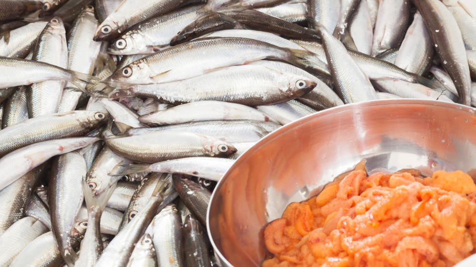 I år får fiskarna i Bottenviken ta upp hälften så mycket fisk som i fjol, enligt ett beslut från Havs- och vattenmyndigheten. Arkivbild.