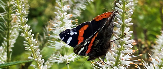Läsarbilden: Fjäril på besök i trädgården