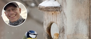 Visste du detta om fågelmatning? Experten: Det är en vanlig myt