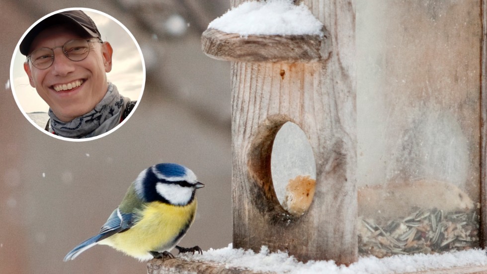 "Olika småfåglar äter olika men att det på vintern är fettrika frön, nötter och talg eller ister som är viktigast. Fåglarna behöver mat med högt energiinnehåll för att hålla värmen", berättar Jonas Victorsson samordnare på Länsstyrelsen Kalmar. 