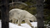 Troféjägare från Flensort åtalad – ville jaga isbjörn